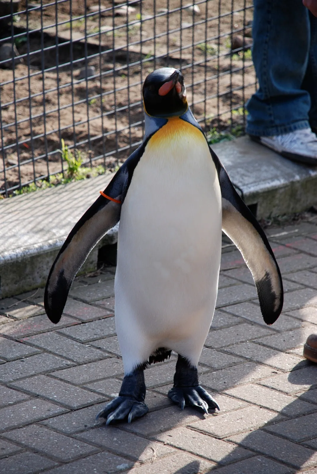 Landscape photo of Edinburgh Zoo